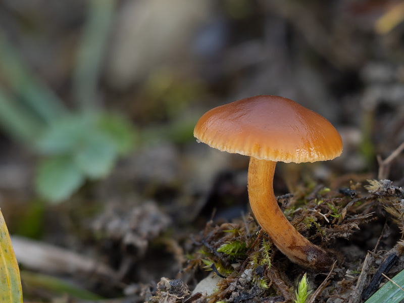 Flammulina ononidis